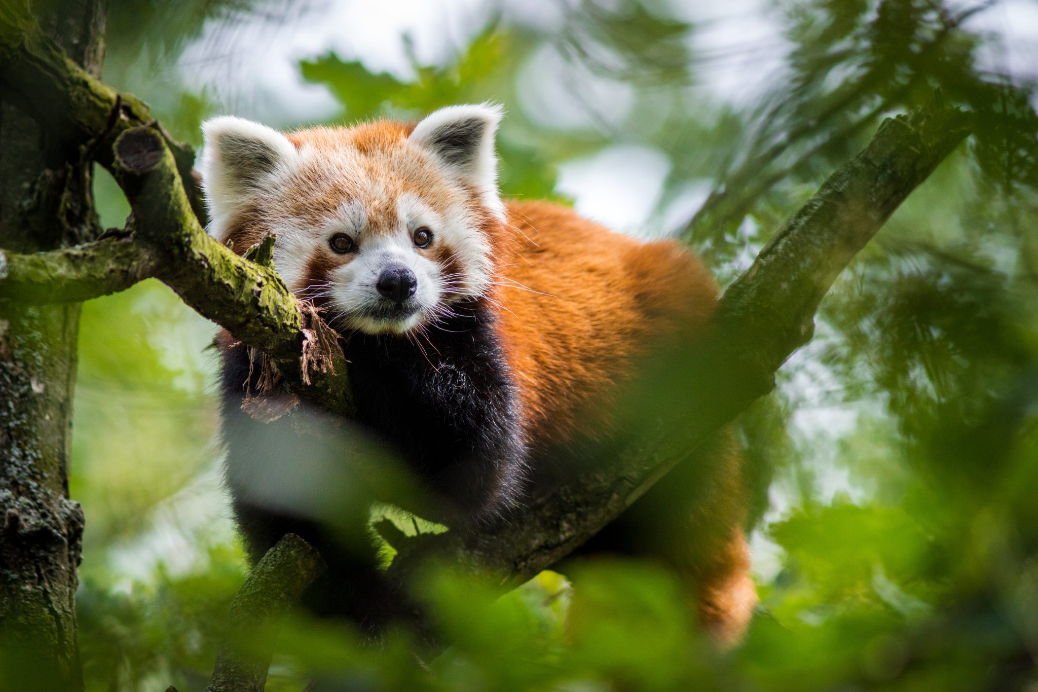 Disney and Pixar's "Turning Red" and Red Panda Network Join Forces to Protect Endangered Wild