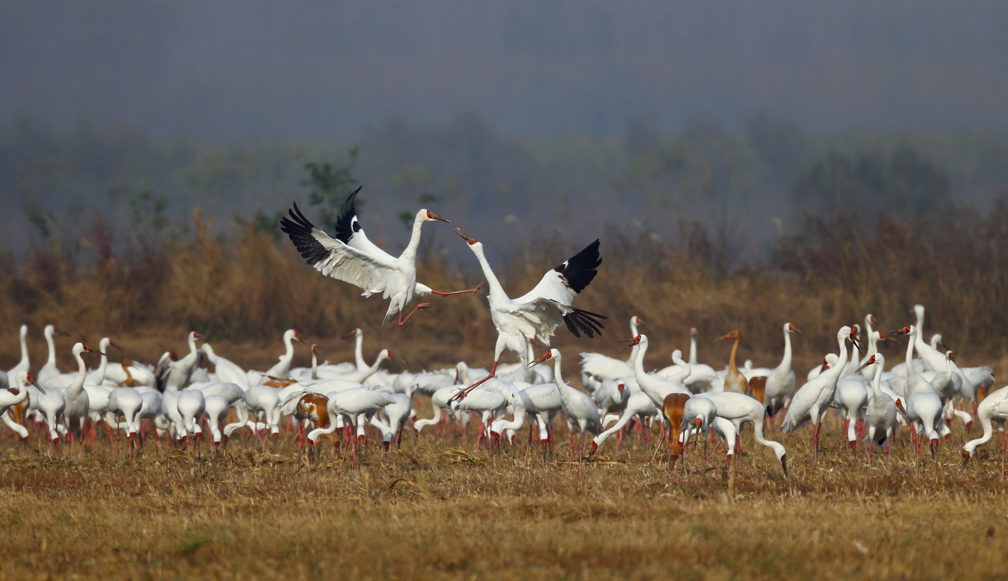 On Land, At Sea, and In the Sky – Disney is Protecting Our Natural ...