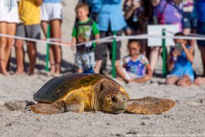 tour de turtles disney vero beach 2022