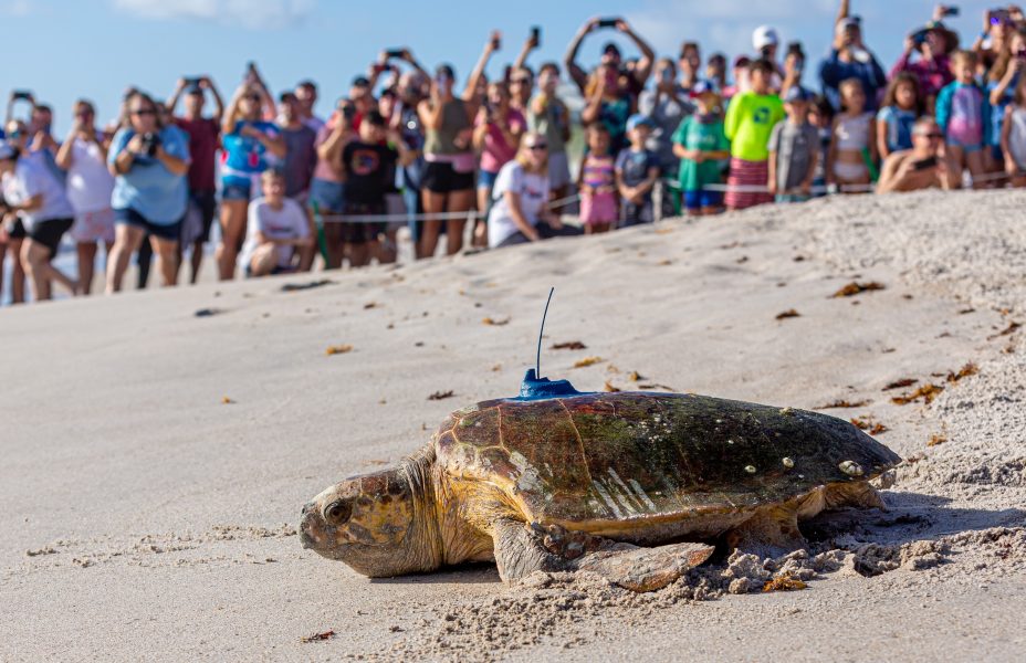 Disney Conservation Fund Helps Sea Turtle Conservancy and Communities ...