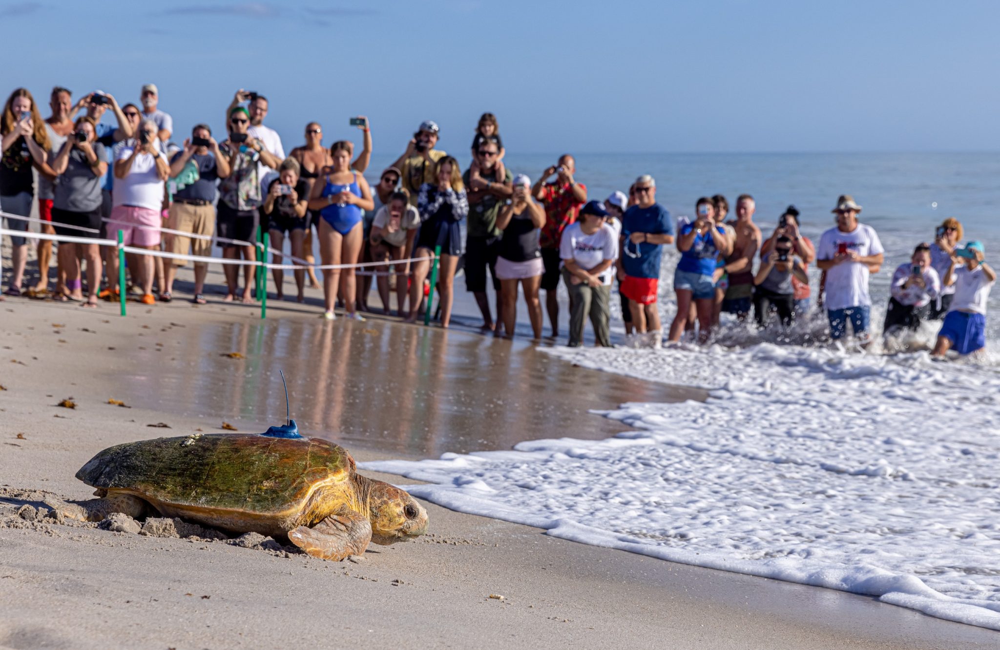 Disney Conservation Fund Helps Sea Turtle Conservancy and Communities ...