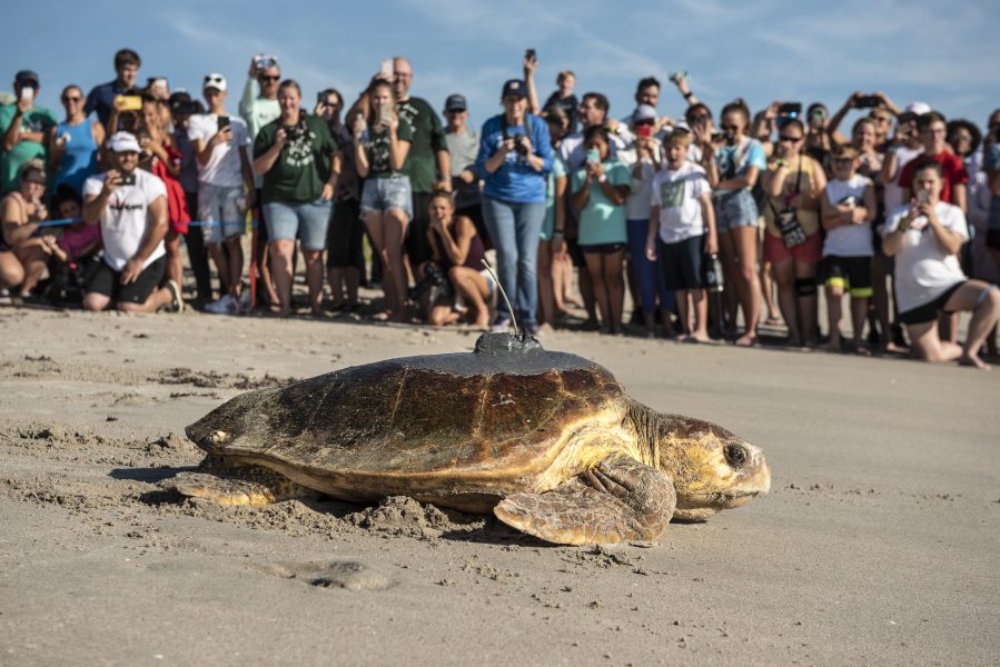 Disney Expands its Longstanding Conservation Legacy in Honor of Disney ...