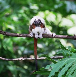 Strategic Land Purchase for the Cotton-top Tamarin – Rainforest Trust