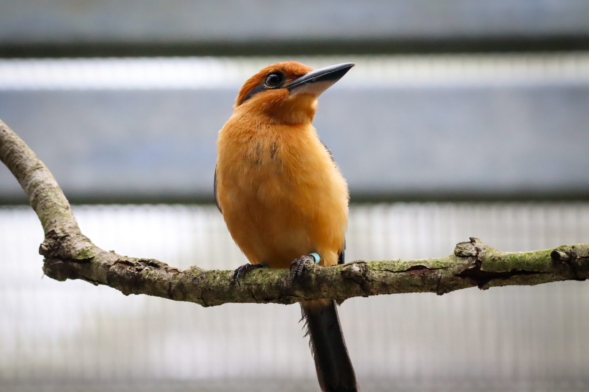 Disney's Conservation Commitment The Guam Kingfisher's Recovery