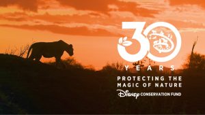 Silhouette of a lion at sunset